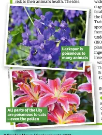  ??  ?? All parts of the lily are poisonous to cats – even the pollen Larkspur is poisonous to many animals