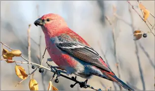 ?? SUBMITTED PHOTO ?? The official Christmas bird count took place Dec. 20, 2020. In the 2019 bird count there were 61 pine grosbeak, like the one in this photo.