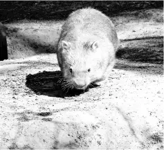  ??  ?? This file photo shows a wombat looking for food inside its enclave at John Morony Correction­al Complex Wildlife Centre in Sydney. — AFP photo
