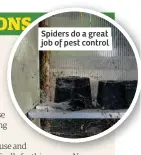  ??  ?? Spiders do a great job of pest control