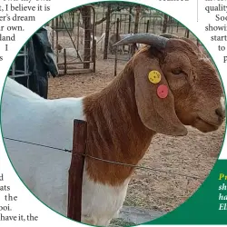  ??  ?? Products... Meat master sheep and Boer goat ewes have been the hallmark of Elton Gurirab’s farming.