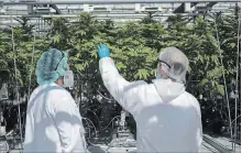  ?? COLE BURSTON BLOOMBERG ?? Employees inspect cannabis plants at a facility in Pelham. A Canada Post strike could leave medical marijuana users without their medication.