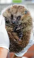  ?? Foto: Matthias Balk, dpa ?? Dieser Igel landete verletzt im Münchner Tierheim.