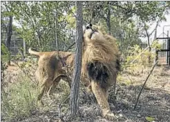  ?? DAN KITWOOD / GETTY ?? Un león se frota contra un árbol africano por primera vez