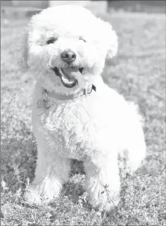  ??  ?? Ziggy, unadorned, in a park in Beijing.