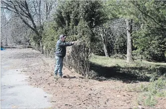  ?? PENNY COLES SPECIAL TO THE ST. CATHARINES STANDARD ?? Bob Ziraldo, who operates a tree removal business, will be relocating a protected boxwood hedge more than 100 years old on the historic Randwood Estate in Niagara-on-the-Lake.