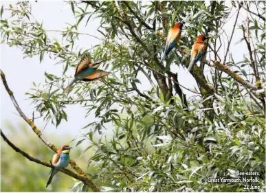  ??  ?? Bee-eaters, Great Yarmouth, Norfolk, 22 June