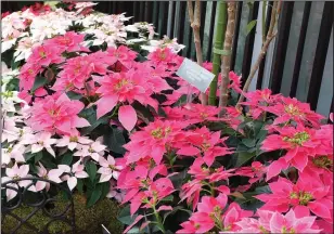  ?? Adrian Higgins/The Washington Post ?? Above, seven of the new hybrids on display, shown Dec. 1, 2017, at the U.S. Botanic Gardens in Washington. Below, The parentage allows the creation of a clear white poinsettia, here Princettia Pure White at the aforementi­oned U.S. Botanic Gardens.