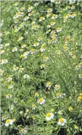  ??  ?? Chamomile flower.