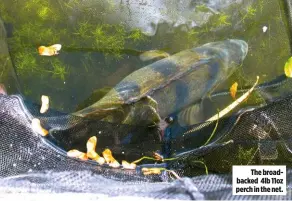  ??  ?? The broadbacke­d 4lb 11oz perch in the net.