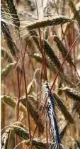  ?? Foto: Richard Lechner ?? Triticale ist eine Kreuzung aus Weizen und Roggen.