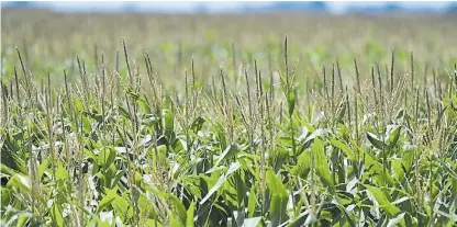  ??  ?? Fertilizac­ión. Los ensayos muestran los beneficios de usar nutrientes a la hora de producir el cereal.