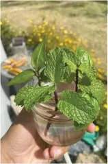  ??  ?? Placing herb cuttings in water causes their nodes to sprout roots.