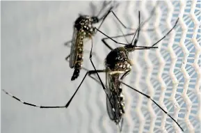  ??  ?? The introducti­on of the aedes aegypti mosquito to New Zealand has led to the spread of disease.