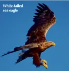  ??  ?? White-tailed sea eagle