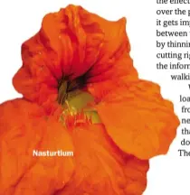  ??  ?? Nasturtium