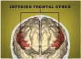  ??  ?? Two brain centres control our speech. If their cooperatio­n fails, we begin to stutter.