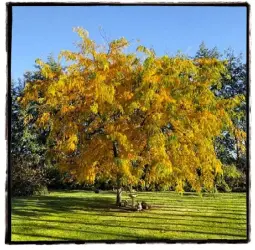  ??  ?? Season’s greeting: the honey locust tree’s autumn coat.