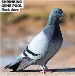  ?? ?? SHRINKING GENE POOL Rock dove