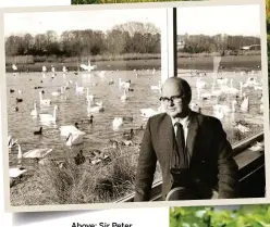  ??  ?? Above: Sir Peter Scott watches wildfowl from his study window at Slimbridge, where he establishe­d the first WWT reserve. Right: otters are icons of wetland restoratio­n, and now live in every English county.