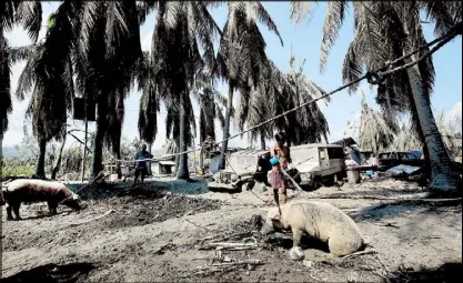  ?? MICHAEL VARCAS ?? A man washes ash off one of his pigs in Agoncillo, Batangas yesterday as residents were allowed to return to their houses following the lowering of the alert level on Taal Volcano.