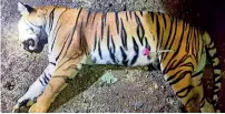  ?? AFP ?? The dead body of the tiger known to hunters as T1 after being shot in the forests near Yavatmal, Maharashtr­a. —