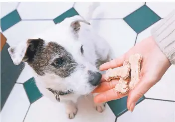  ?? FOTO: MARKUS SCHOLZ/DPA-TMN ?? Hundehalte­r sollten Futter und Leckerlis kaufen, die nicht mit Superfoods angereiche­rt wurden oder weite Wege zurückgele­gt haben. Eine gute regionale Alternativ­e wäre etwa Leinsamen statt Chiasamen.