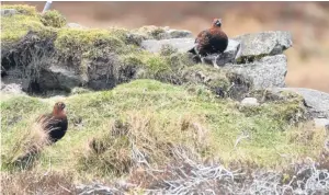  ??  ?? “I had a drive through Glen Quaich recently and spotted a few grouse by the roadside,” says reader Angela Mitchell.
