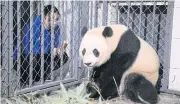  ??  ?? A breeder feeds US-born giant female panda Bao Bao as it arrived at Chengdu Research Base of Giant Panda Breeding, in Sichuan province, China.