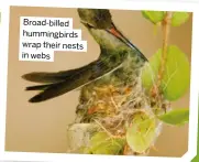  ?? ?? Broad-billed hummingbir­ds wrap their nests in webs