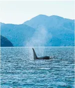  ?? RICH DUNCAN ?? An orca in Átl’ka7tsem/Howe Sound, which runs from Vancouver to the Squamish Estuary.