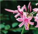  ?? ?? Nerine flowers are a captivatin­g sight in late summer