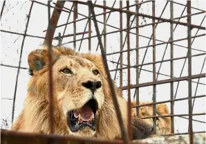  ??  ?? A better tomorrow: Zhaku, an 11-year-old male lion resting in his cage after he was rescued from the private zoo in Fier, Alabania. — AFP