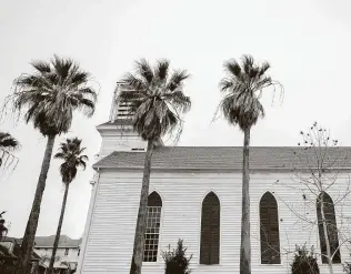  ?? Marie D. De Jesús / Staff photograph­er ?? Galveston’s palm trees can withstand the region’s tropical storms and the occasional frost, but the subfreezin­g temperatur­es and vicious winds last month proved too severe for the trees to overcome.