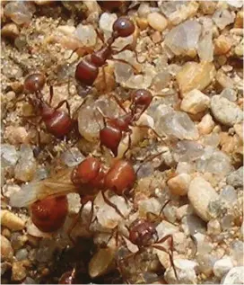  ??  ?? EXPERTS AGREE that in Israel the fire ant is spreading primarily through plants in nurseries. ( Joe A. MacGown/ Mississipp­i Entomologi­cal Museum/ TNS)