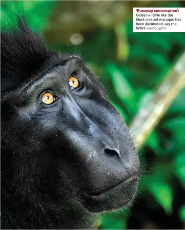  ?? PHOTO: GETTY ?? ‘Runaway consumptio­n’: Global wildlife like the black crested macaque has been decimated, say the WWF.