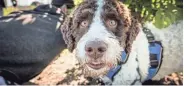  ?? MARTIN E. KLIMEK/USA TODAY ?? Leo the dog is trained to sniff out truffles in Santa Rosa, Calif.