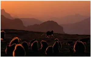  ?? (The New York Times/Damon Winter) ?? Gelada baboons forage in Simien Mountain National Park in Ethiopia in November 2011.