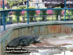  ??  ?? SI ‘Bujang Lapuk’ ditempatka­n di kolam untuk persembaha­n buaya di Taman Buaya Sandakan.