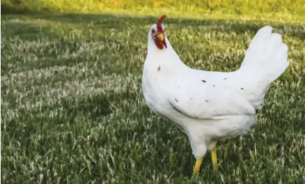  ??  ?? California Whites closely resemble White Leghorns but are slightly larger and have a few black spots on their feathers. They are one of the best white-egg layers for small flocks.