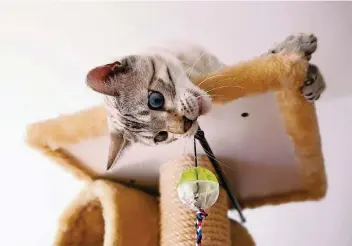  ?? FOTO: SILVIA MARKS ?? Katzen freuen sich im neuen Zuhause über Spielmögli­chkeiten und einen Kratzbaum.
