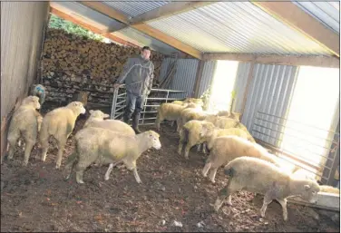  ?? Picture: Paul Amos FM3492999/ FM3493007 ?? One of the 17 sheep attacked by dogs at Great Pested Farm; Alex Pynn with the shocked and wounded flock that survived