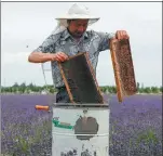  ?? PHOTOS BY ZHAO GE / XINHUA ?? From left: Beekeeper Zhou Xiaotong prepares to harvest honey at a lavender field in the Ili River valley in northweste­rn China’s Xinjiang Uygur autonomous region. His wife, Zhou Heying, pours fresh lavender honey into a bigger container. Zhou Xiaotong...