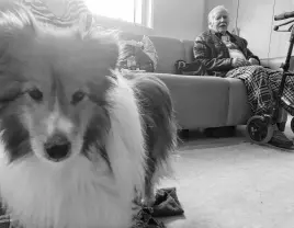  ?? ?? Kate Kirkpatric­k’s sheltie, Joey, and his new friend Ken Handy at a comfort shelter set up for wildfire evacuees at the Beaver Bank Kinsac Community Centre.