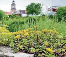  ??  ?? , wachsen verschiede­ne Kräuter und Steingarte­npflanzen. Blindschle­ichen missen sie. Der Garten befindet sich in Tallage und bildet mit umliegende­n chturm gibt es gratis dazu.