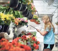  ?? Hearst Connecticu­t Media file photo ?? Madison Halas, 15, waters begonias at the Halas Farm Market in Danbury on April 10, 2017. March 20 marks the start of spring.