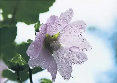  ?? Ute Woltron ?? Derzeit gibt es zu viel Regen, der im Sommer wieder fehlen wird.