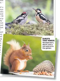  ??  ?? GUESTS THAT KNOCK Woodpecker­s, above, and a red squirrel in the garden