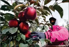  ?? ASSOCIATED PRESS ?? SAGRARIO OCHOA reaches to pick a Cosmic Crisp apple, a new variety and the first-ever bred in Washington state, in an orchard in Wapato, Wash. The Cosmic Crisp, available beginning Dec. 1, is expected to be a game changer in the apple industry.