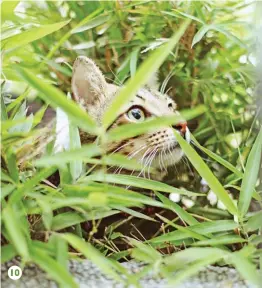  ??  ?? 9. The grass lawn in front of Henry Sy building is the one of the cats’ favorite places. 10. If Snoopy is not laying on top of bags, he is being playful and hiding among tall leaf blades for easy stalking. 11. Mooncake being cuddle and adored. She is one of the few lap cats of the bunch.